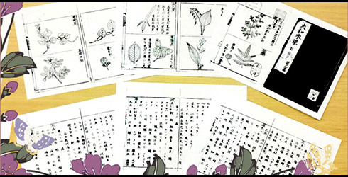 本草絵巻 しろつやびじん薩摩みかん 写真2
